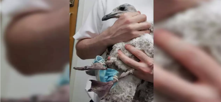 Gaviota quedó atrapada en una mascarilla desechable