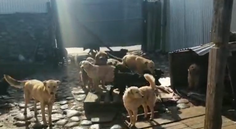 Detenido por maltrato animal tenía 57 perros en su casa, varios con lesiones