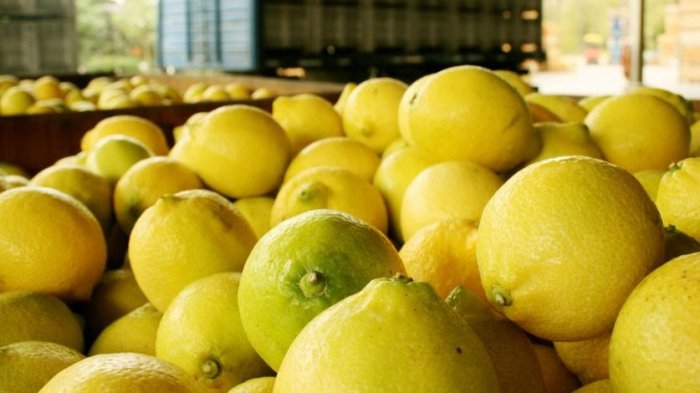 INE informó caída del IPC en 0,1% durante junio: Bajó el precio del pan, limones, transporte público y bencinas