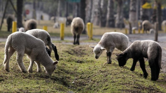 Llegaron 200 y devolvieron 300: Municipalidad de Las Condes cuidó ovejas de Colina por 9 meses