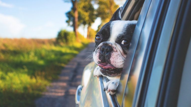Un viaje más seguro para todos: Las claves a considerar al momento de transportar mi mascota