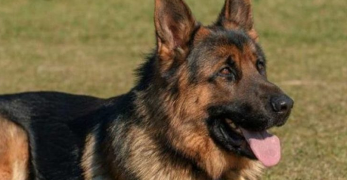 Murió Buddy, el primer perro diagnosticado con coronavirus del mundo