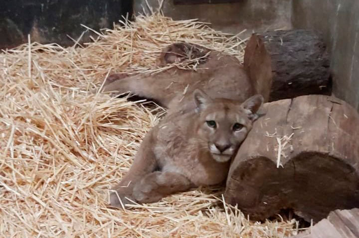 Tenía heridas de perdigón y fue atacado por perros: Murió puma encontrado en Las Chilcas