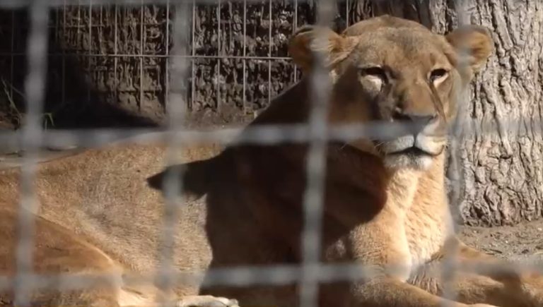 Zoológicos del país al borde de la quiebra por falta de público a raíz de la pandemia