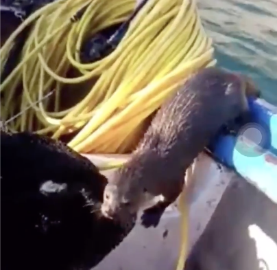 La divertida aparición de un chungungo que se robó el pescado del hombre que lo invita a su bote