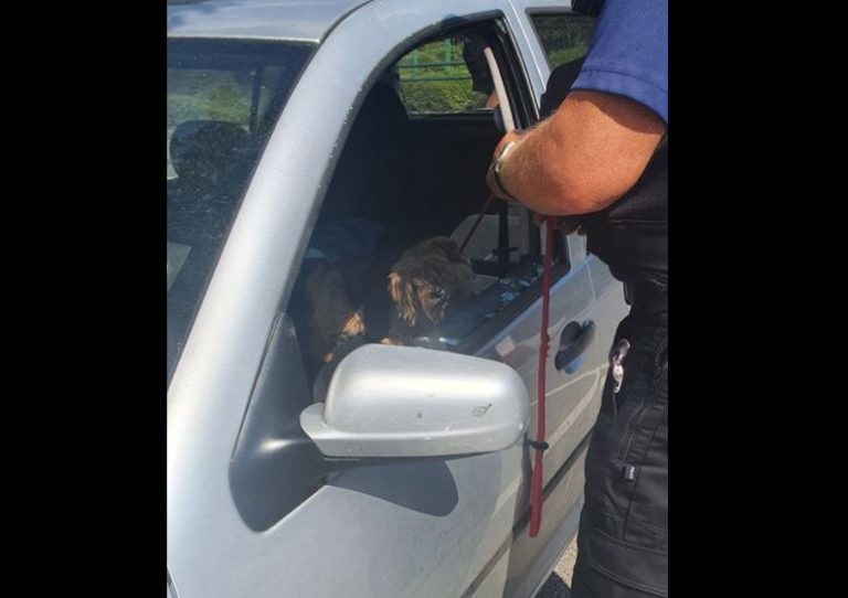 Rompen ventana para rescatar a perrito encerrado en un auto mientras hacían 34 grados