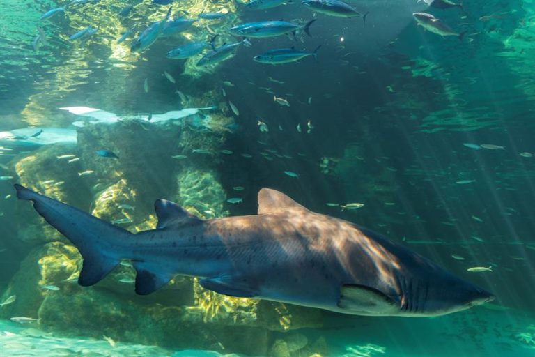 Australia: Surfista salva a su esposa de ataque de un tiburón blanco