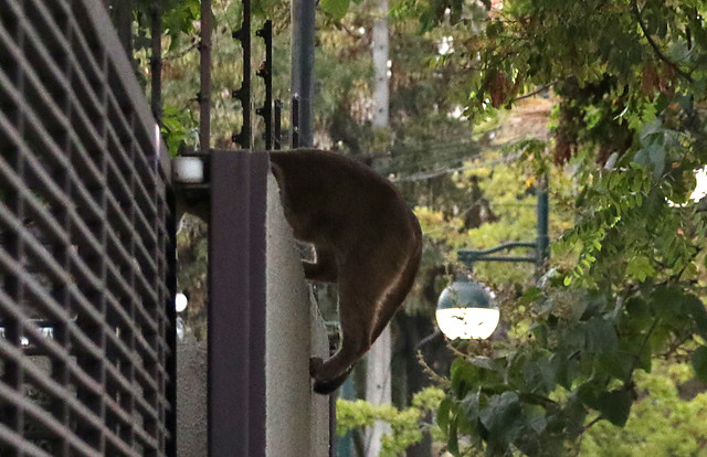 Capturan a puma en las calles de Lo Barnechea: Animal se encuentra sedado