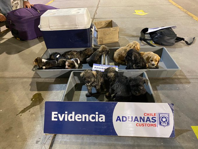 Descubren contrabando de 12 cachorros en cabina de camión: Uno de ellos murió hacinado