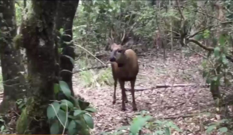 Ya han muerto más de 20 especies: Denuncian matanza de animales en Villarrica