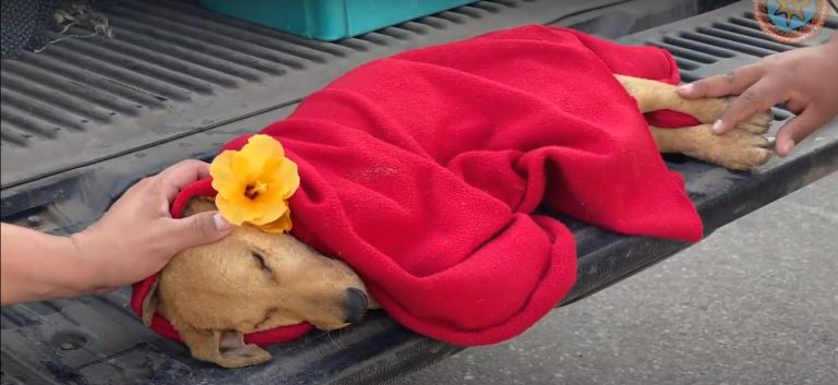 Realizan emotiva despedida a Weichafe, el cachorro que murió con signos de abuso sexual