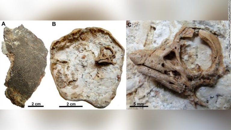 Con rasgos parecidos a los humanos: Inesperado hallazgo dentro de un huevo de dinosaurio