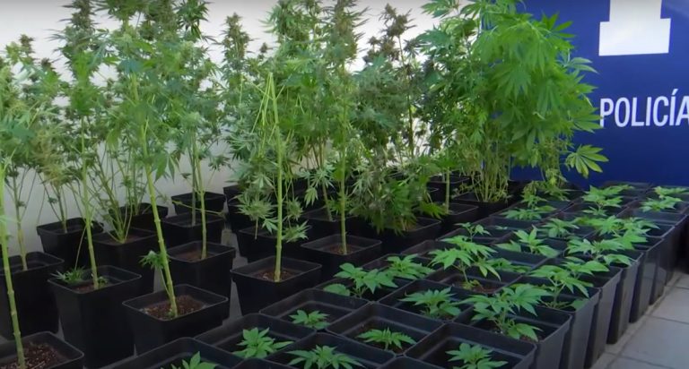 Desbaratan el cultivo in door más grande de marihuana: Más de 470 plantas de cannabis fueron incautadas