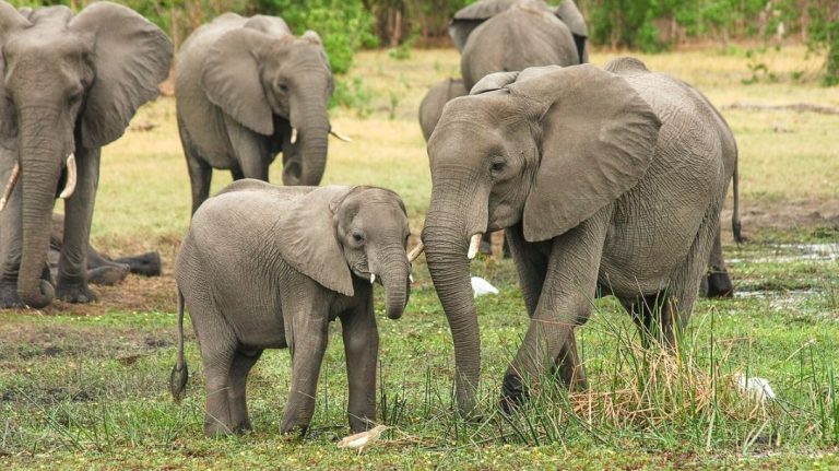 12 elefantes murieron envenenados al interior de parque en Zimbabue