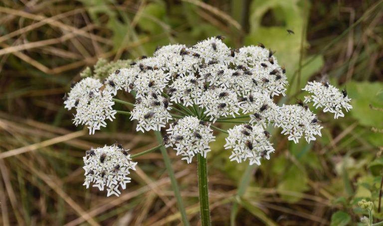 Estaba en el patio de su casa: Niño de 8 años con autismo murió tras consumir peligrosa planta