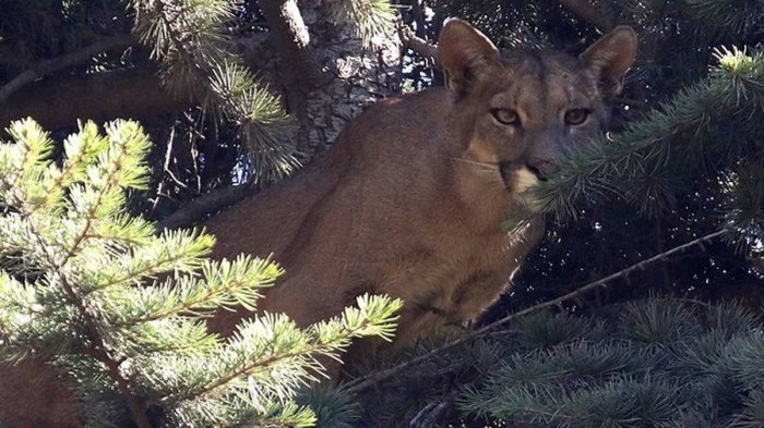 ¡Insólito! Realizan intensa búsqueda de un Puma visto en la madrugada por el sector de Huechuraba