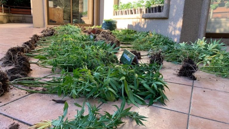 Detienen en Concepción a sujeto con 61 plantas y más de 2 kilos de marihuana, además de hongos mágicos