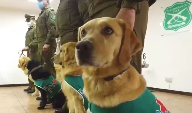 Así entrenan Dakar y Cailin, dos de los perros que podrán identificar a las personas con COVID-19