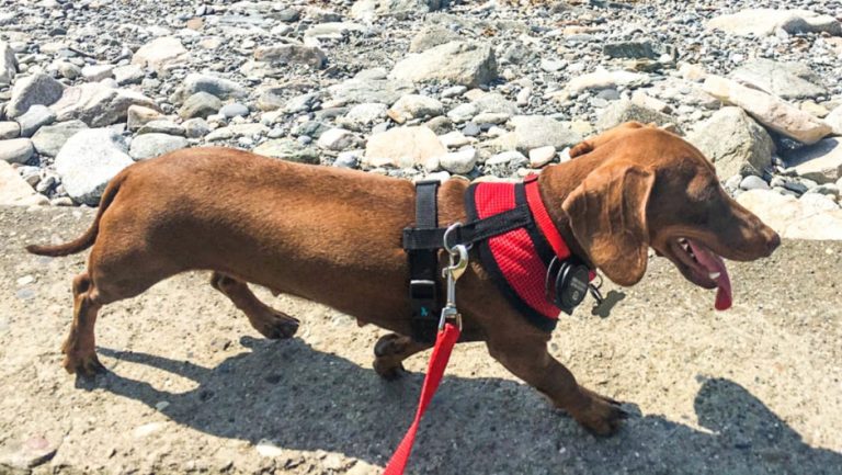 Perrita tuvo que viajar más de 16 mil kilómetros para reunirse con sus dueños por culpa del coronavirus