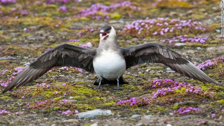 Actividad humana acabó con dos tercios de la vida silvestre desde los '70, según WWF
