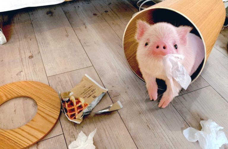 Pinky, el tierno cerdito virtual que nos confundió a todos en redes sociales