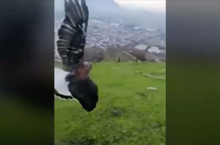 Casos que se repiten en Fiestas Patrias: Jóvenes lograron rescatar a un ave herida con hilo curado