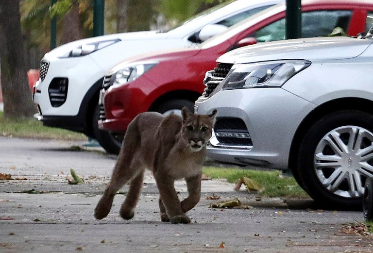SAG descubre caza y faena ilegal de puma en Ñuble: Especie está en peligro de extinción