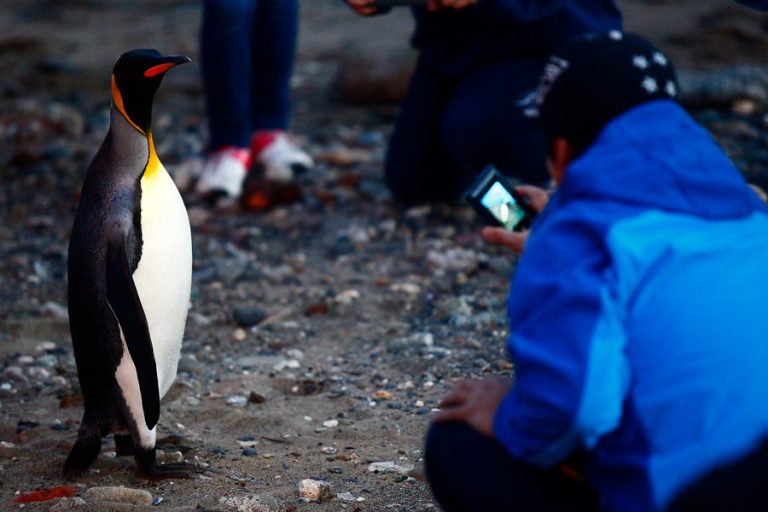 Pingüino magallánico fue hallado muerto en playa de Brasil: Tenía una mascarilla N95 en su estómago