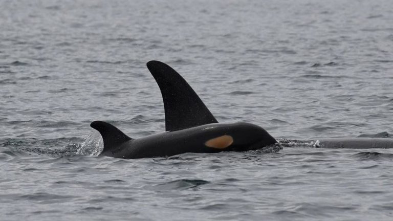 Orca que nadó con su cría muerta durante 17 días volvió a ser madre