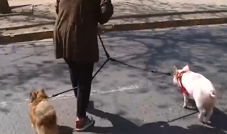 La historia del cerdito Chicharrón y la familia que lo adoptó como mascota en la ciudad