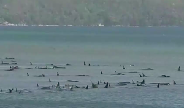 Más de 270 ballenas están varadas en Australia: Al menos 25 han muerto