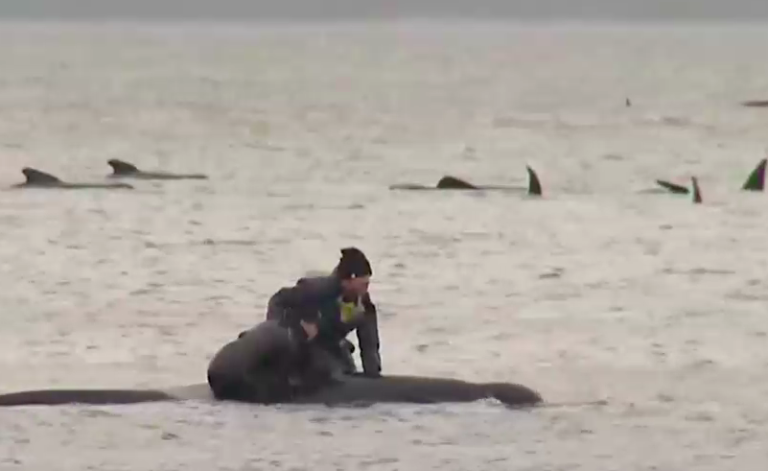 380 ballenas murieron varadas en Australia: Operación de rescate continúa