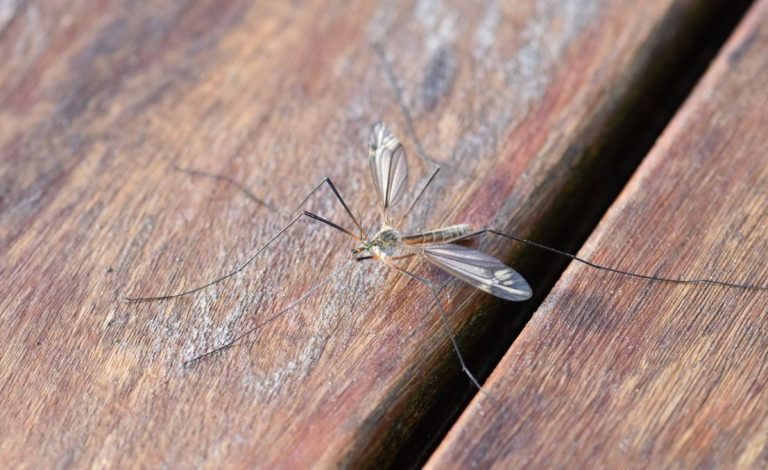 “Está recién empezando”: Advierten que se viene la “temporada de bichos”