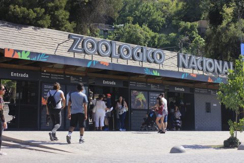 Días y horarios: Zoológico Nacional y Buin Zoo reabren esta semana bajo estrictos protocolos sanitarios