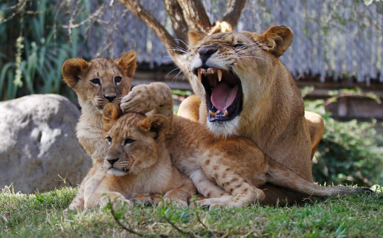 Francia prohibirá espectáculos de animales salvajes en circos ambulantes