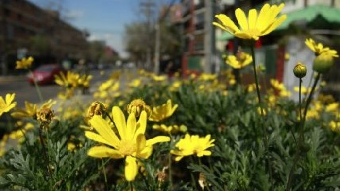 ¿Con qué nos sorprenderá la primavera? Conoce la proyección de este 2020