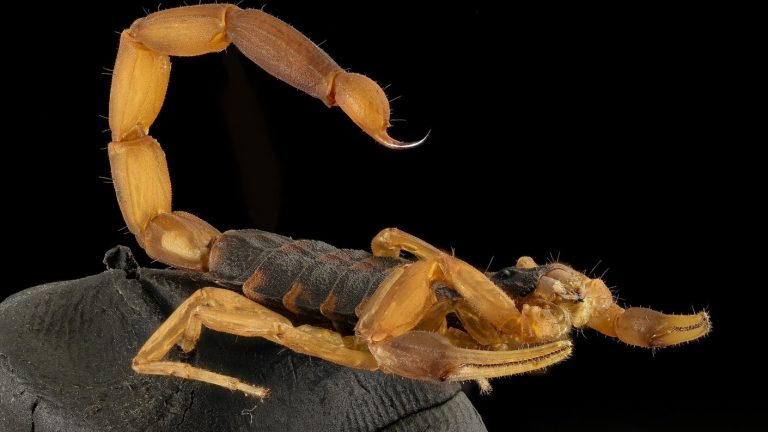 Mujer fue picada por escorpión que venía en cartera que compró por AliExpress