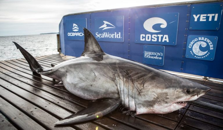 Expedición encontró una enorme tiburón blanco y la apodan como “la reina del océano”
