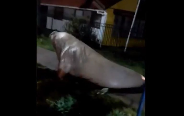 Enorme elefante marino recorrió las calles de Puerto Cisnes
