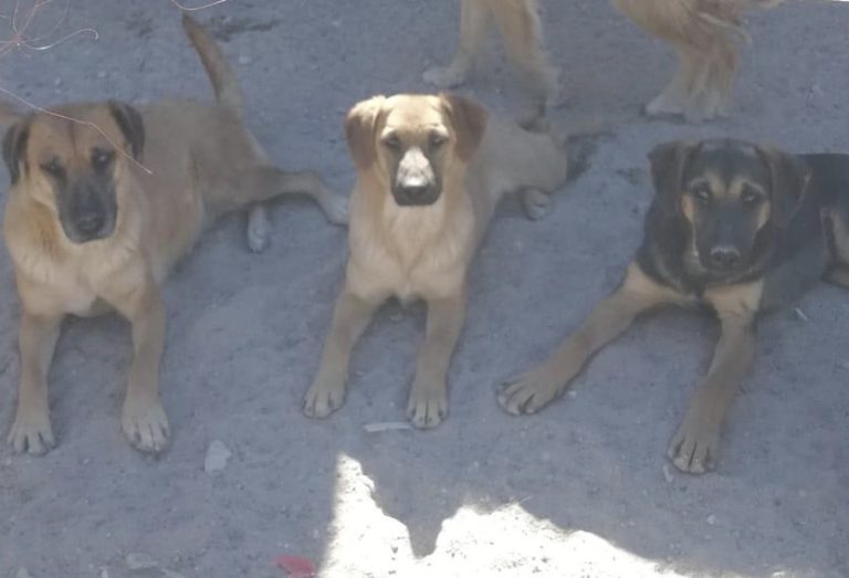 Calama: Roban tres estanques de agua de mil litros para abastecer a perros albergados en pleno desierto
