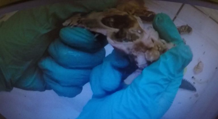 Lo imposible para esconder droga: Encontraron marihuana dentro de los huesos de un pollo