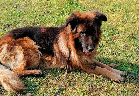 Lo enterraron vivo: Perro sobrevivió tras ser sacrificado, logró salir de su tumba y lo rescataron