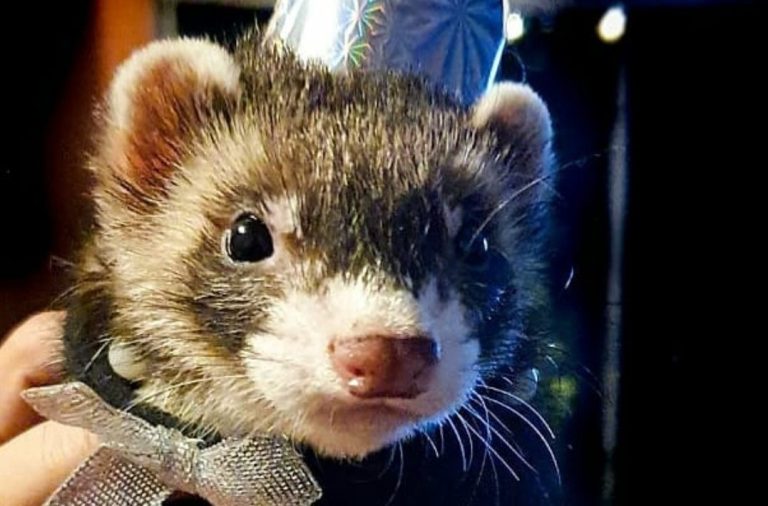Dueña de hurón extraviado cree que le fue robado: Ofrece $600 mil de recompensa a quien se lo entregue