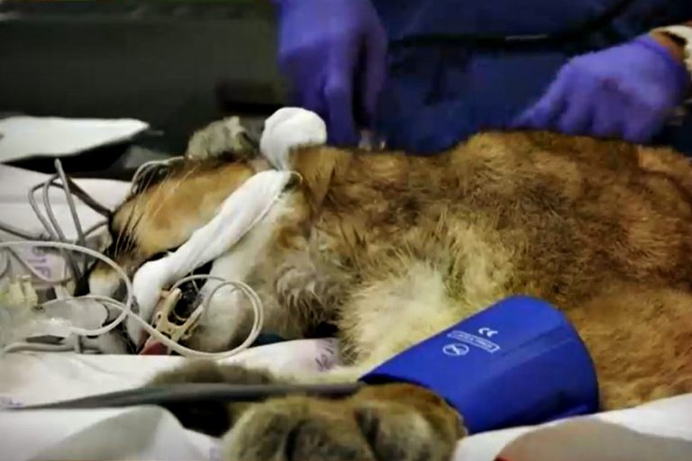 Pumas que bajaron a las calles de la ciudad registraron heridas de bala y perdigones