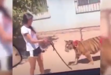 A lo Mike Tyson: Captan a joven paseando a un tigre con correa en plena calle