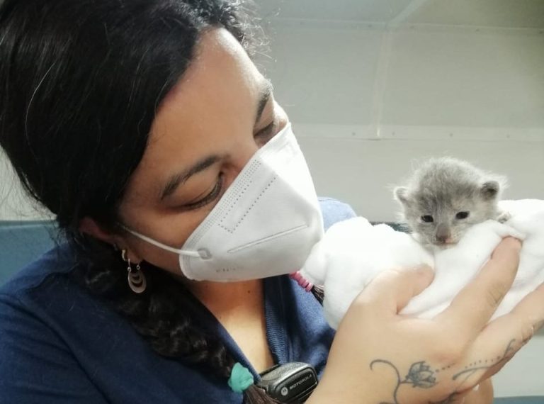 Bomberos rescatan a gatitos heridos en el incendio de la Parroquia de la Asunción