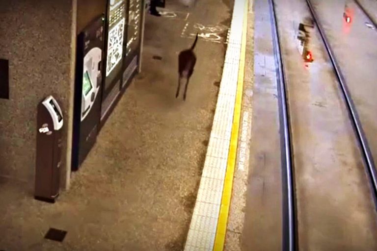 Un canguro atravesó a toda velocidad el andén de una estación de trenes