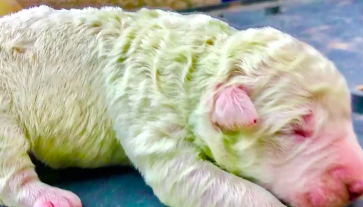 Sorpresa en Italia tras el nacimiento de Pistacho, un perro de color verde