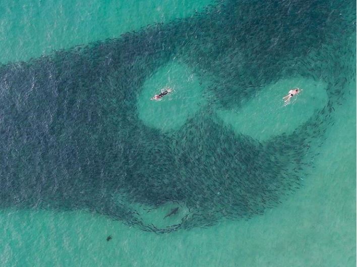 Se grabaron bañándose al lado de un cardumen: No se dieron cuente que había tiburones