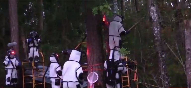 Avispas asesinas: Así exterminaron el primer nido encontrado en EE.UU.